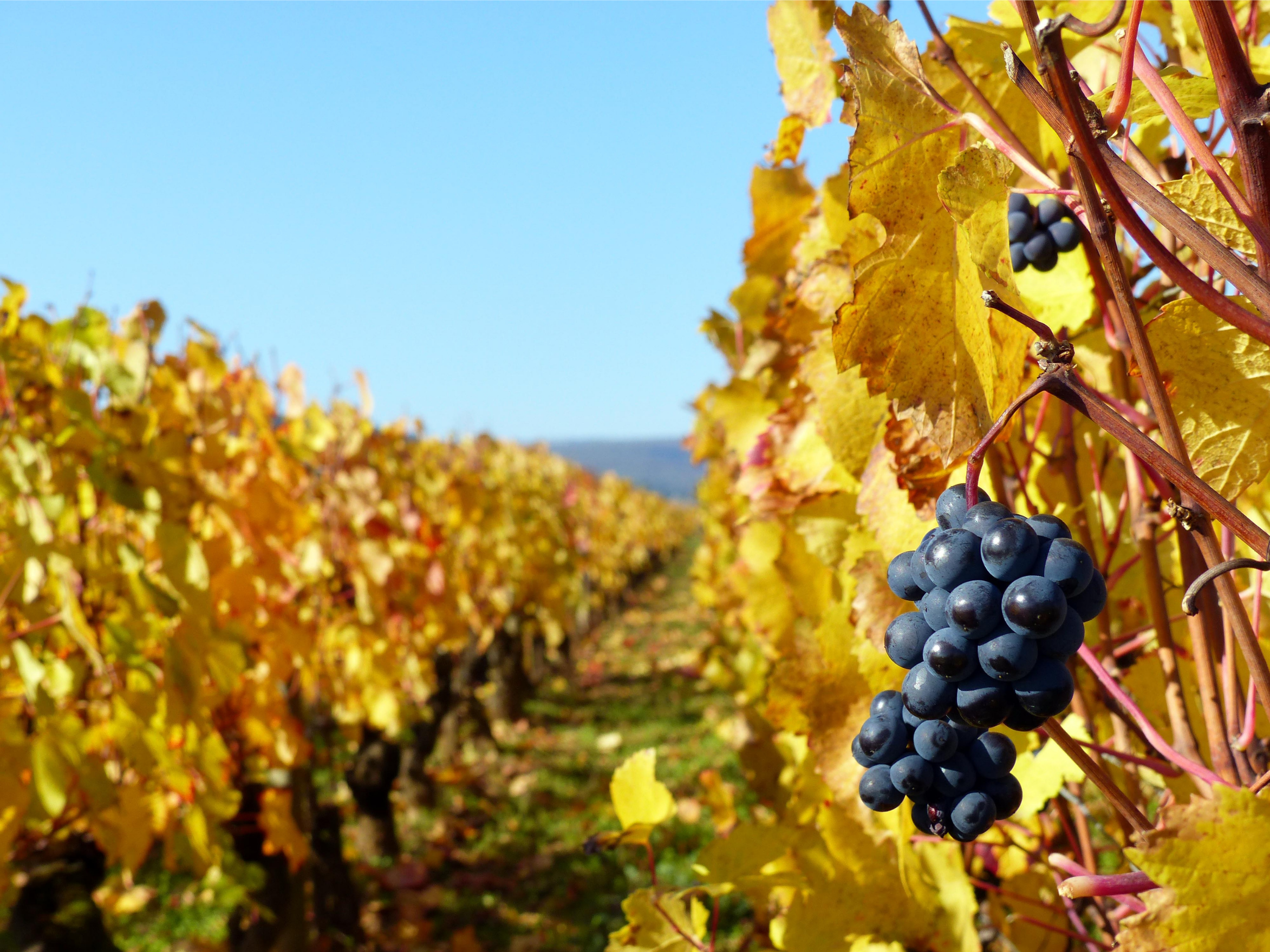 Featured image for “Les vins de Bourgogne”
